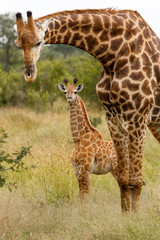 Giraffe mother and baby 
in the Kruger National Park in South Africa