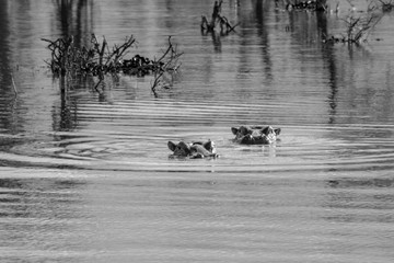 PAREJA DE HIPOPÓTAMOS EN EL LAGO NAIVASHA (KENIA)