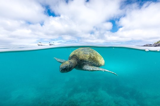 Green sea turtle swimming 