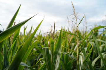 Grünes Feld in Deutschland