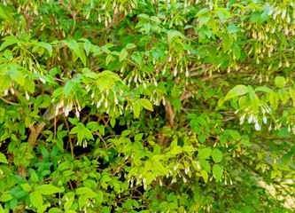 The Mok flowers and its green leaves wallpaper