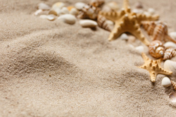 Summer beach. Sea sand with starfish and shells. With copy space. Summer background.