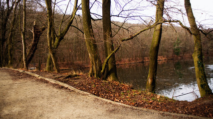View of the lake between the trees