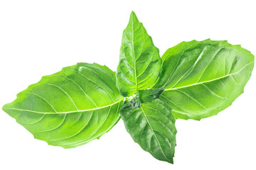 Basil O. basilicum leaves, top, paths