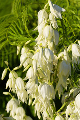 White bells of decorative flowers in gentle sunshine