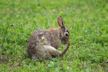 Naklejka na ściany i meble Rabbit in the grass and clovers