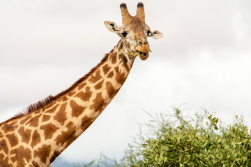 JIRAFA ADULTA COMIENDO EN EL LAGO NAIVASHA - KENIA - AFRICA