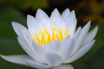 Bloom White Lotus Flowers with yellow pollen or Water lily is a genus of hardy and tender aquatic...