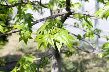 New young maple tree leaves grow on a plant branch in spring