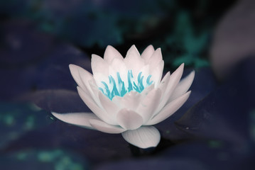 Bloom White Lotus Flowers with yellow pollen or Water lily is a genus of hardy and tender aquatic...