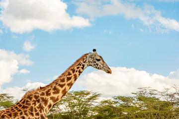 Obraz premium PERFIL DE JIRAFA ADULTA EN UN DÍA SOLEADO EN KENIA - AFRICA