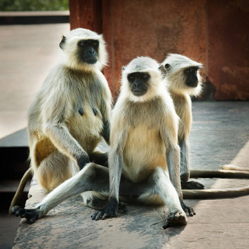 Langur monkeys, Agra, India 