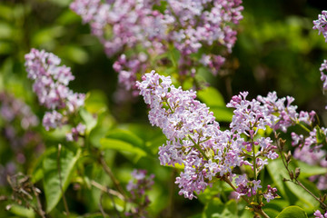Obraz premium Twigs of blooming lilac on a green background