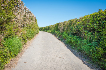 Fototapeta na wymiar quiet single track country road bordered by high hedges