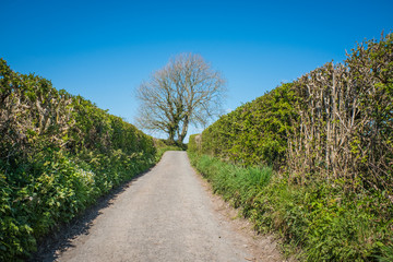 quiet single track country road bordered by high hedges
