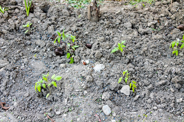 Plant tomatoes sprouts in the spring garden