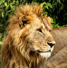 LA BELLEZA DEL LEON EN MASAI MARA - KENIA - AFRICA