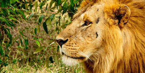 Fototapeta premium LA MIRADA DEL LEÓN EN MASAI MARA - KENIA - AFRICA