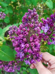 A branch of blooming purple lilac in your hand