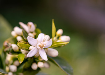 the blooming spring flowers
