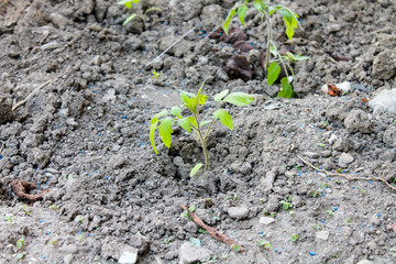 Plant tomatoes sprouts in the spring garden