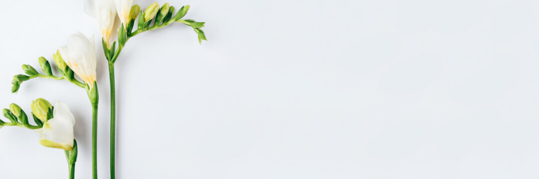 Floral background. Freesia flowers on a white background. Minimal concept. Flat lay, top view. Copy space for text.