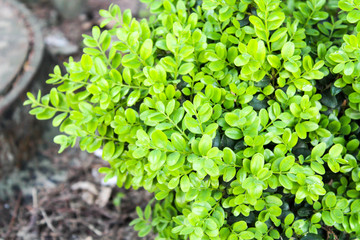 Ornamental shrub with round green leaves in spring garden