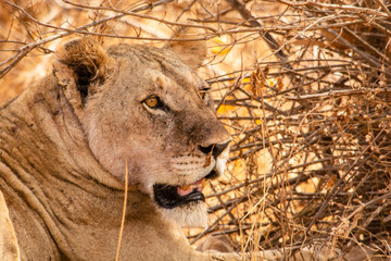PRECIOSA LEONA ADULTA DESCANSANDO EN LA SOMBRA DE UNOS ARBUSTOS EN KENIA - AFRICA