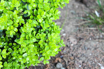 Ornamental shrub with round green leaves in spring garden