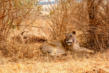 LEONA CUIDANDO EL BÚFALO QUE HAN CAZADO HORAS ANTES EN KENIA - AFRICA