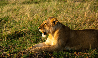LEONA SOLITARIA AMANECIENDO EN MASAI MARA - KENIA - AFRICA