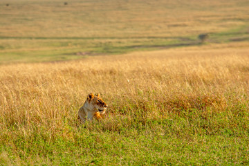 LEONA SOLITARIA EN MASAI MARA - KENIA - AFRICA