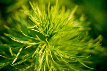 Green leaf close-up, macro shot. Spring nature. Summer. Earth Day

