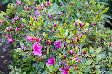Rhododendron bush blooming in bright pink flowers with long stamens in spring on a soft background of green plants macro