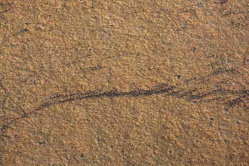 PARECEN HORMIGAS PERO SON ÑÚS