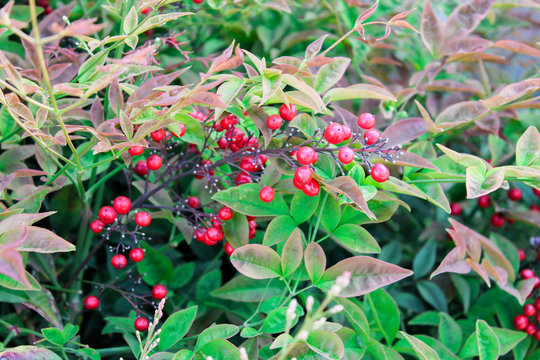 Red berries of a bunch on a branch grows gna tree in the park