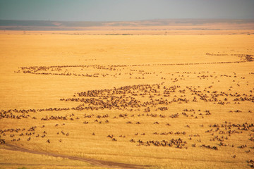 UN SAFARI AÉREO
