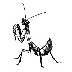 European mantis sketch