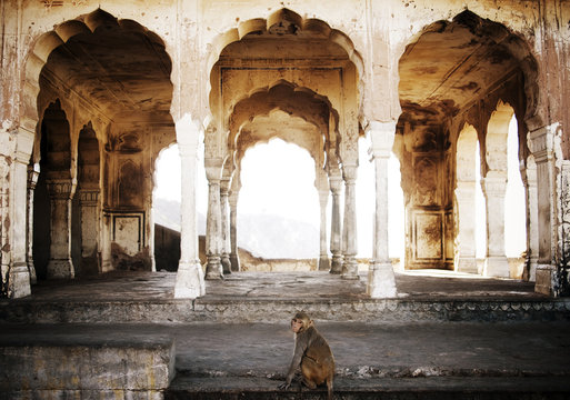 Rhesus macaque monkey at Monkey Galta Ji, The Monkey Temple Near The Pink City, Jaipur, Rajasthan, India