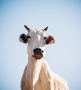 cow on blue sky background, Jaipur, Rajasthan, India