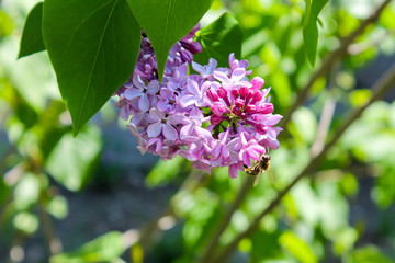 Lilac bush blooms with lilac flowers and a bee flies to collect nectar for honey on a sunny bright day in spring macro