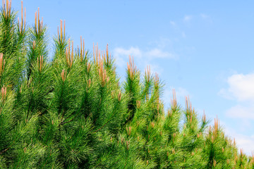 Alley of pines, trees stand exactly beautifully in a row along the road for people
