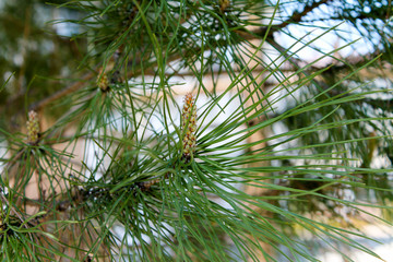 Fototapeta premium Young small needles and green cones grow on spruce and pine among green needles in a park in the spring street