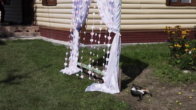 Catfight Bilder Durchsuchen 841 Archivfotos, und