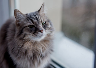 cat on the window