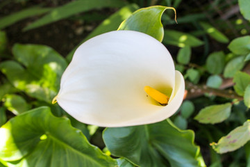 white calla flower with yellow pestle blooms in spring in the garden and park close-up, macro 