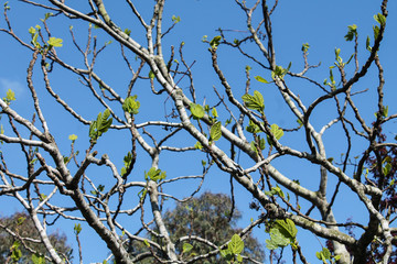 Young leaves of a fig tree begin to grow on a tree