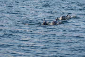 Obraz premium Group of dolphins jumping on the water in Istanbul