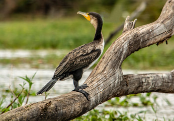 CORMORÁN NEGRO DESCANSANDO SOBRE TRONCO DE ÁRBOL