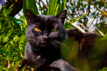 Black cat in the grass.